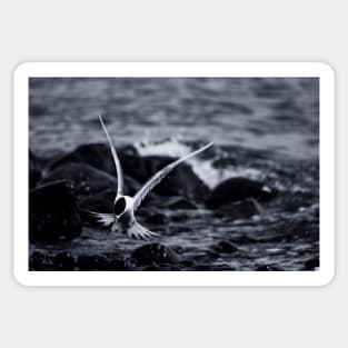 Crested Tern_VOA8098 Sticker